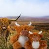 Zippie highland cow